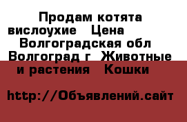 Продам котята вислоухие › Цена ­ 1 800 - Волгоградская обл., Волгоград г. Животные и растения » Кошки   